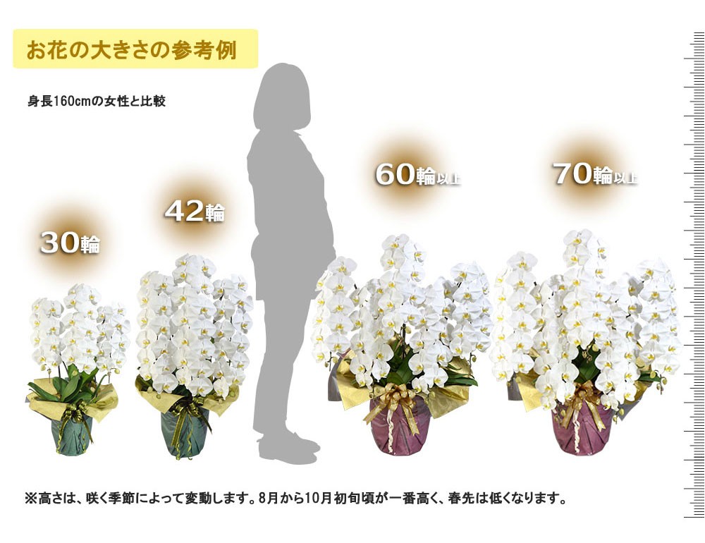お花の大きさの参考例 ※高さは、咲く季節によって変動します。8月から10月初旬頃が一番高く、春先は低くなります。