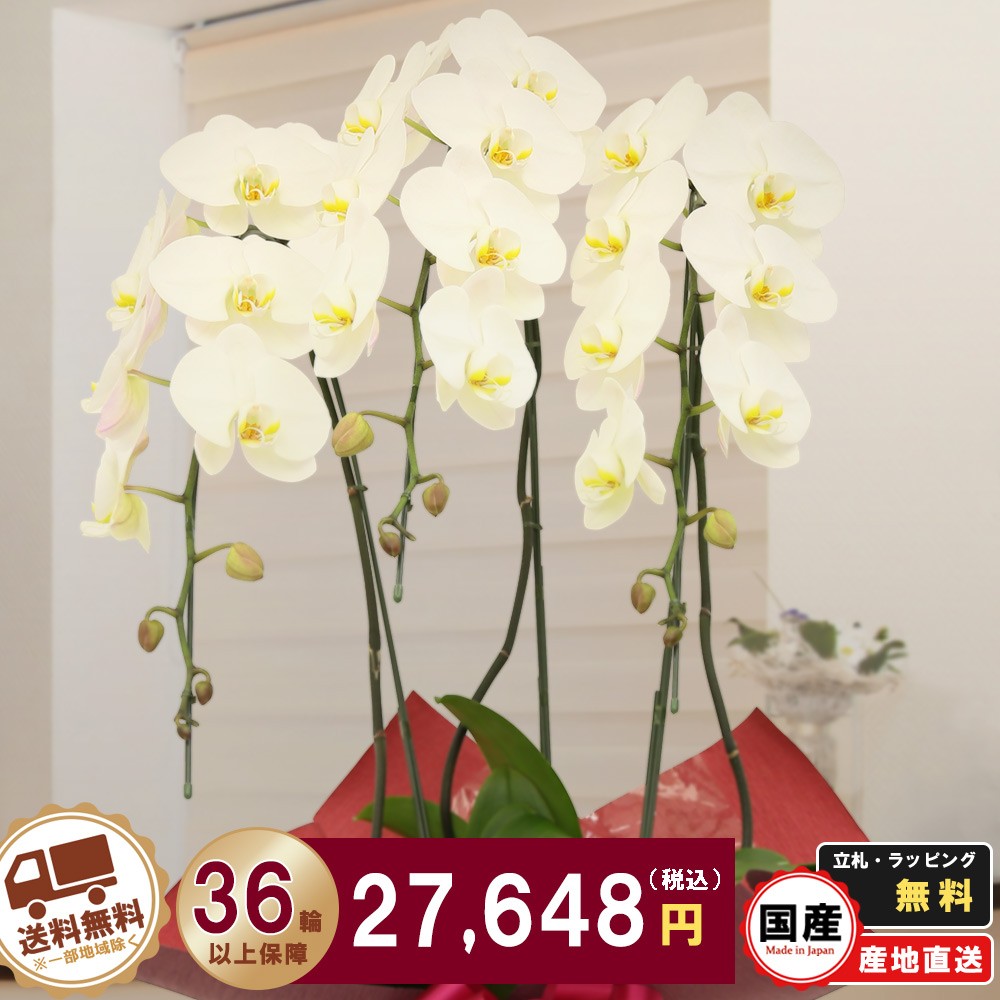 大輪胡蝶蘭 白33輪 ラッピング有 送料込み 翌日発送可能！ 胡蝶蘭 大輪 白 ロイヤルシルク 3本立ち 36輪 ギフト お祝いプレゼント