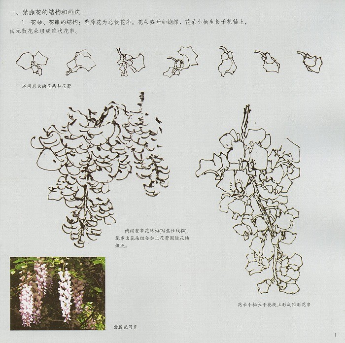水墨画 / 水墨画集 中国画集 墨彩画 絵手紙 日本画 [紫藤] : 黄河文化