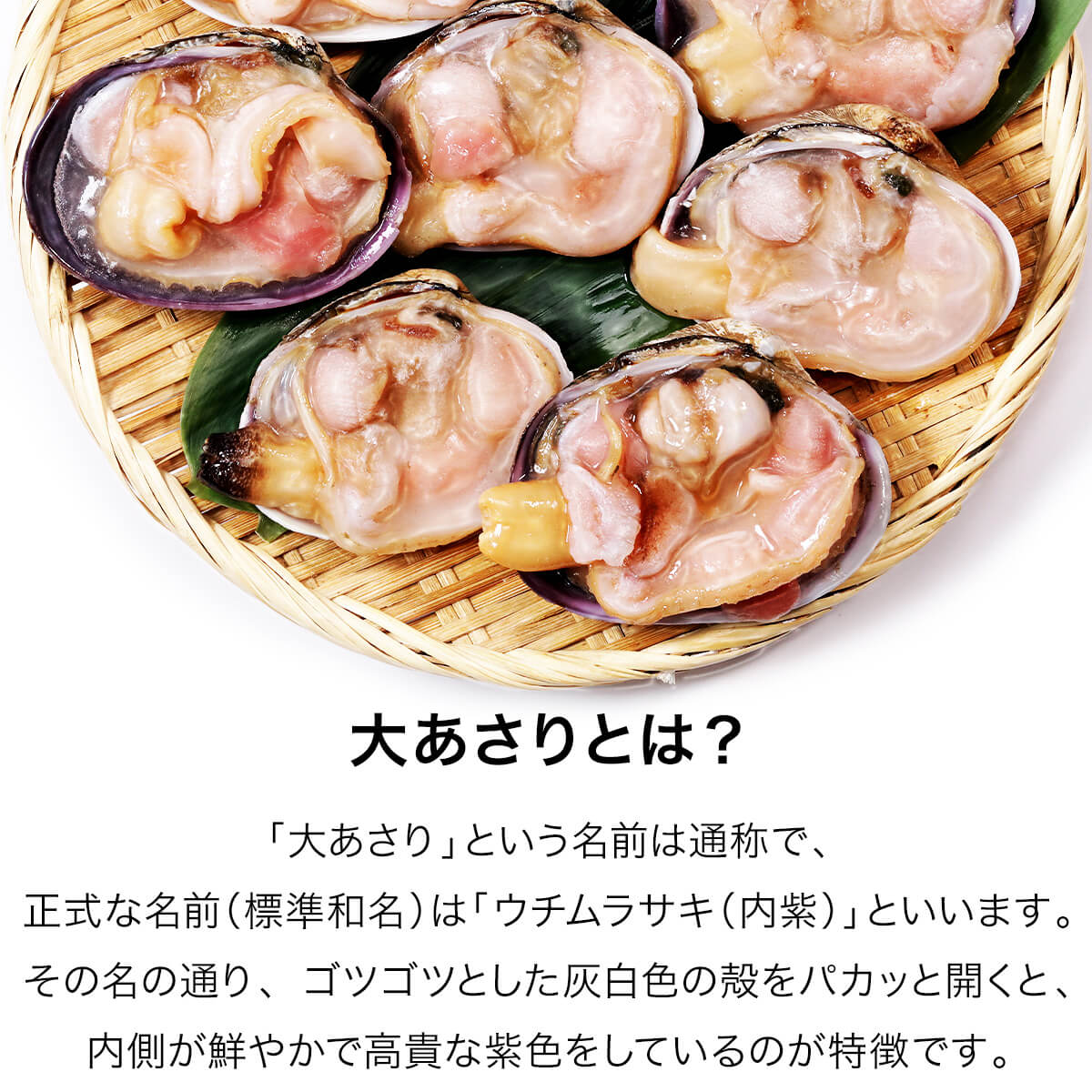 甲羅組 天然大あさり 片貝 1kg (7〜10個) 大あさり アサリ あさり 浅利