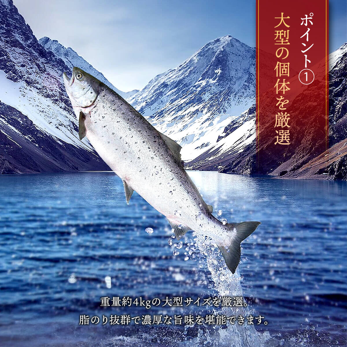 銀鮭ハラス説明