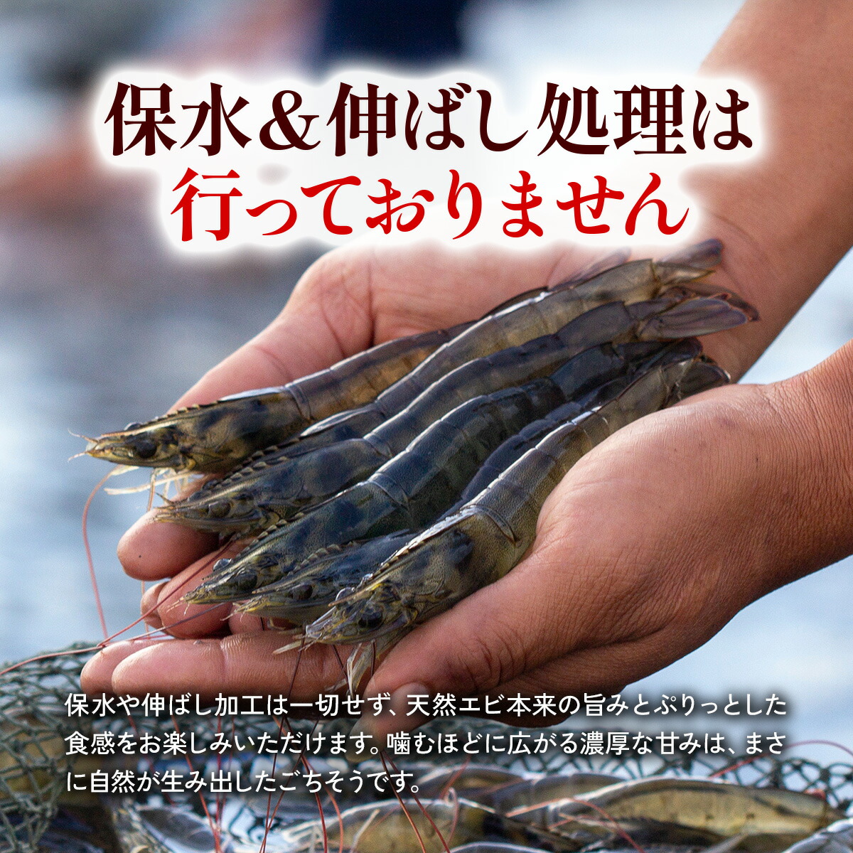 天然えびフライ24尾