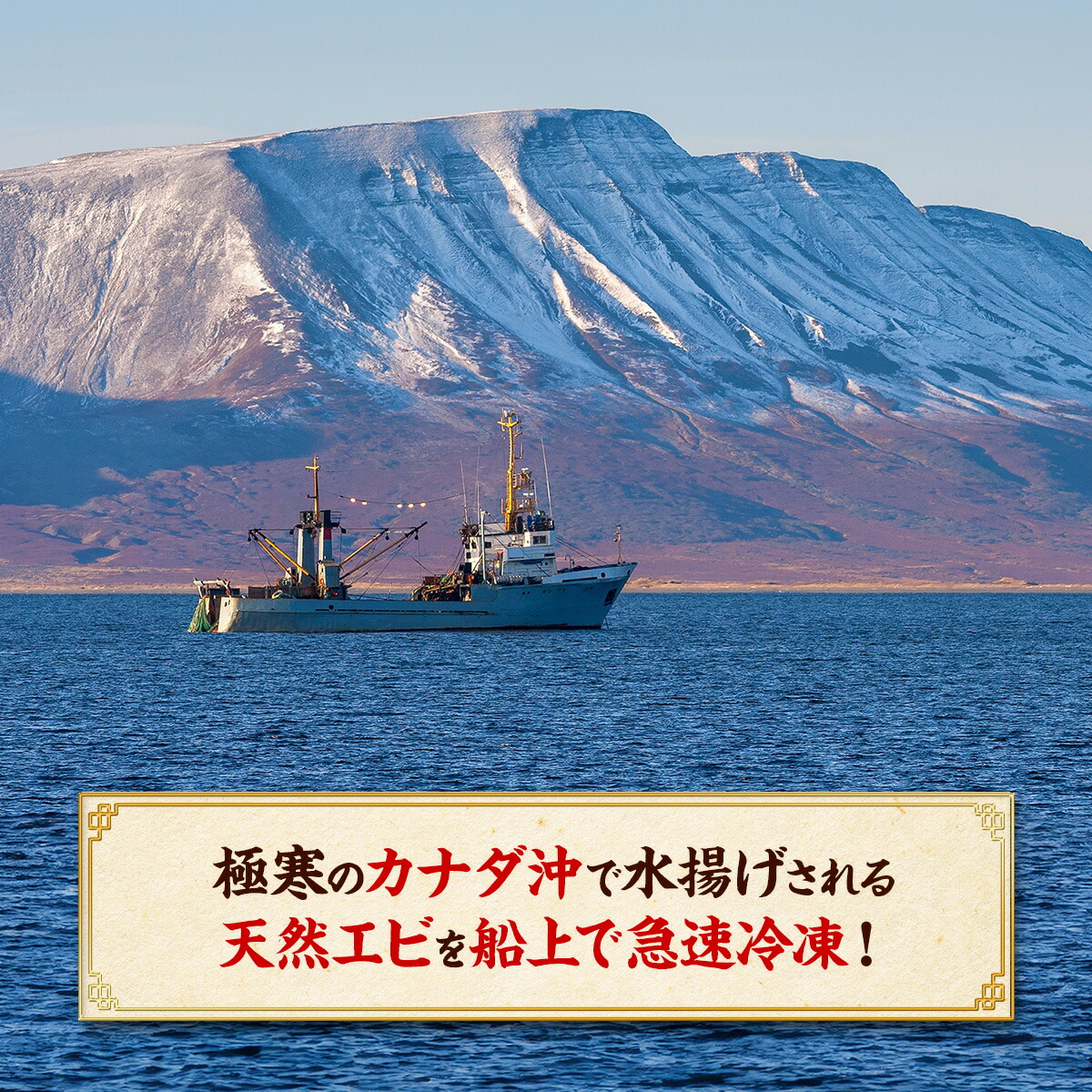 【カナダ産】めったにない希少な超特大サイズを厳選!天然ぼたんえび1kg(約15尾前後) 牡丹海老 牡丹えび ボタンエビ スポットエビ 刺身 爆買 お歳暮 関連画像3