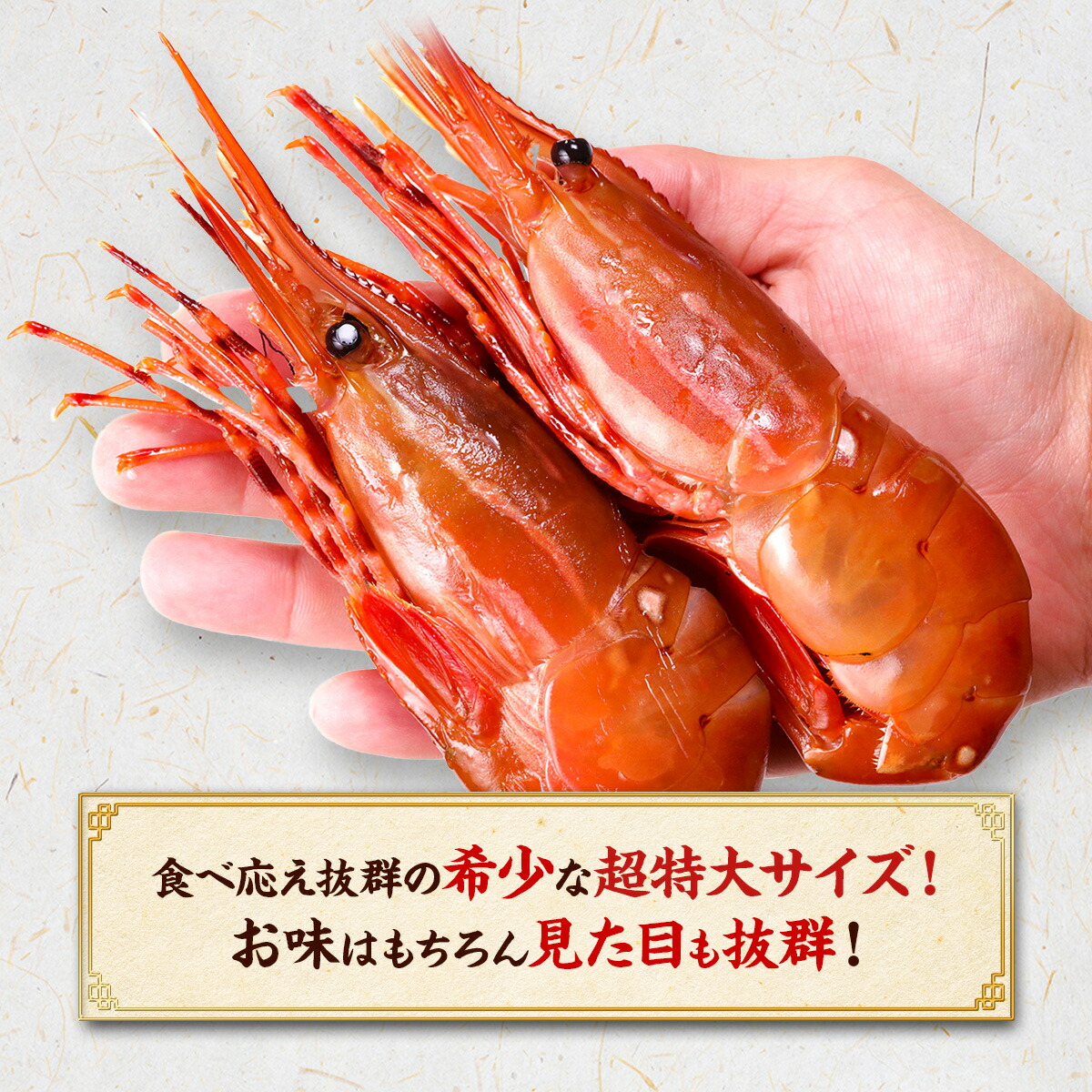 【カナダ産】めったにない希少な超特大サイズを厳選!天然ぼたんえび1kg(約15尾前後) 牡丹海老 牡丹えび ボタンエビ スポットエビ 刺身 爆買 お歳暮 関連画像5