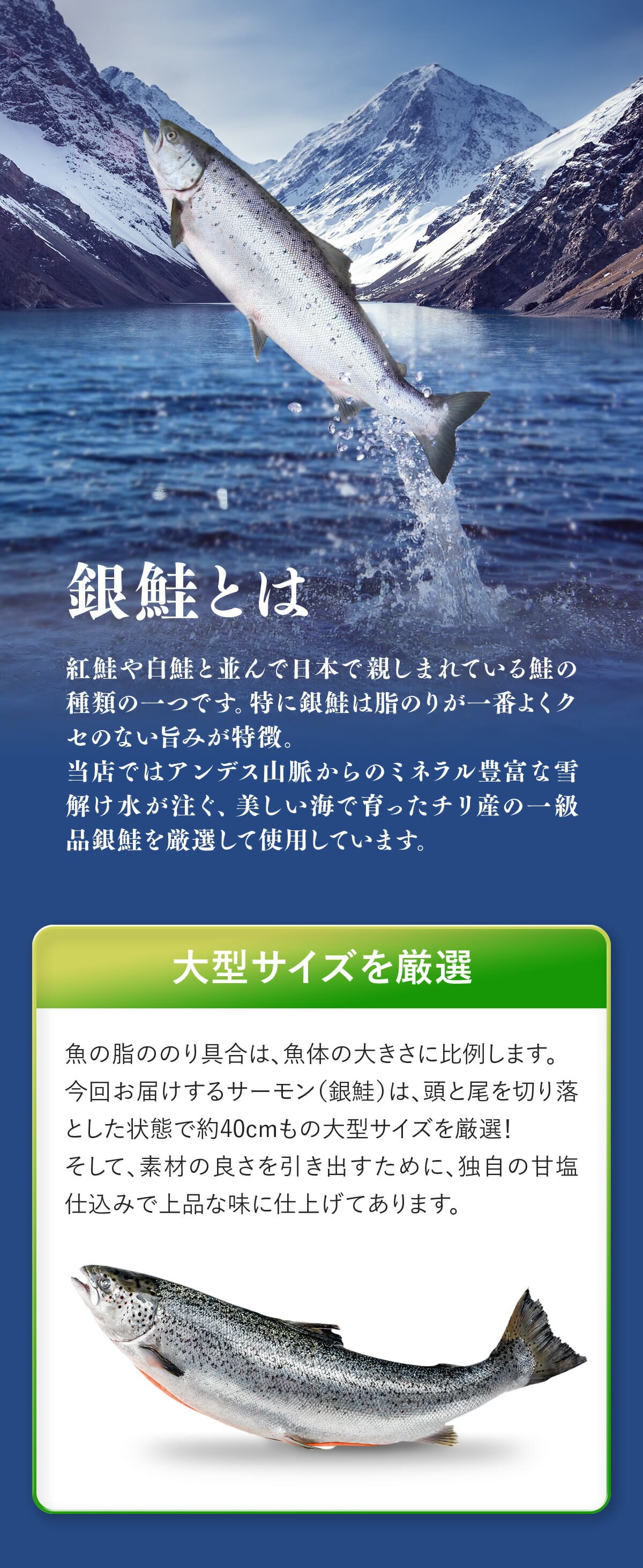 銀鮭とは