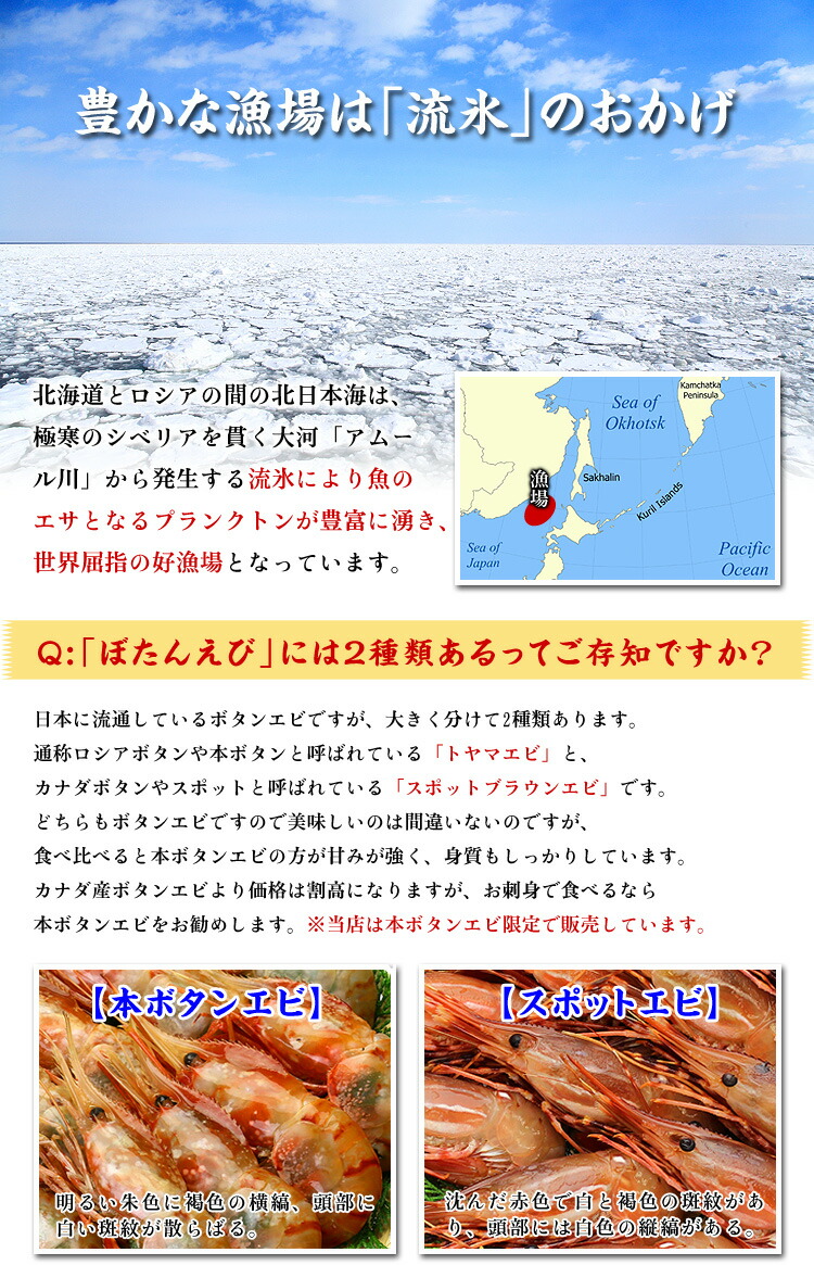 【数量限定】希少な超特大サイズを厳選  ぼたんえび1kg（約15尾前後/3Lサイズ/子無し） ギフト エビ ボタンエビ 牡丹えび FF｜kouragumi｜03