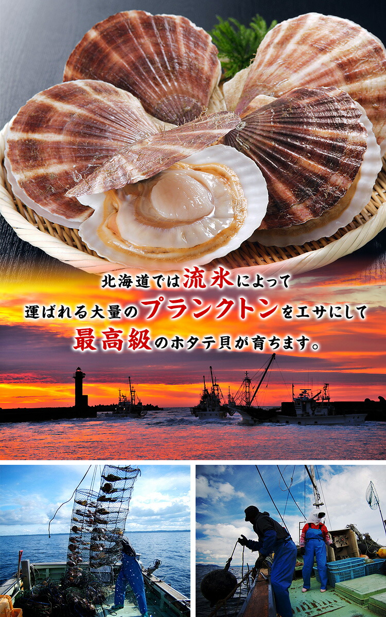 海鮮BBQにもってこい♪天然殻付き生ほたて大型サイズ(殻幅10〜12cm)×8~10枚入 帆立 ほたて ホタテ バーベキュー BBQ FF ポイント利用 爆買 関連画像2