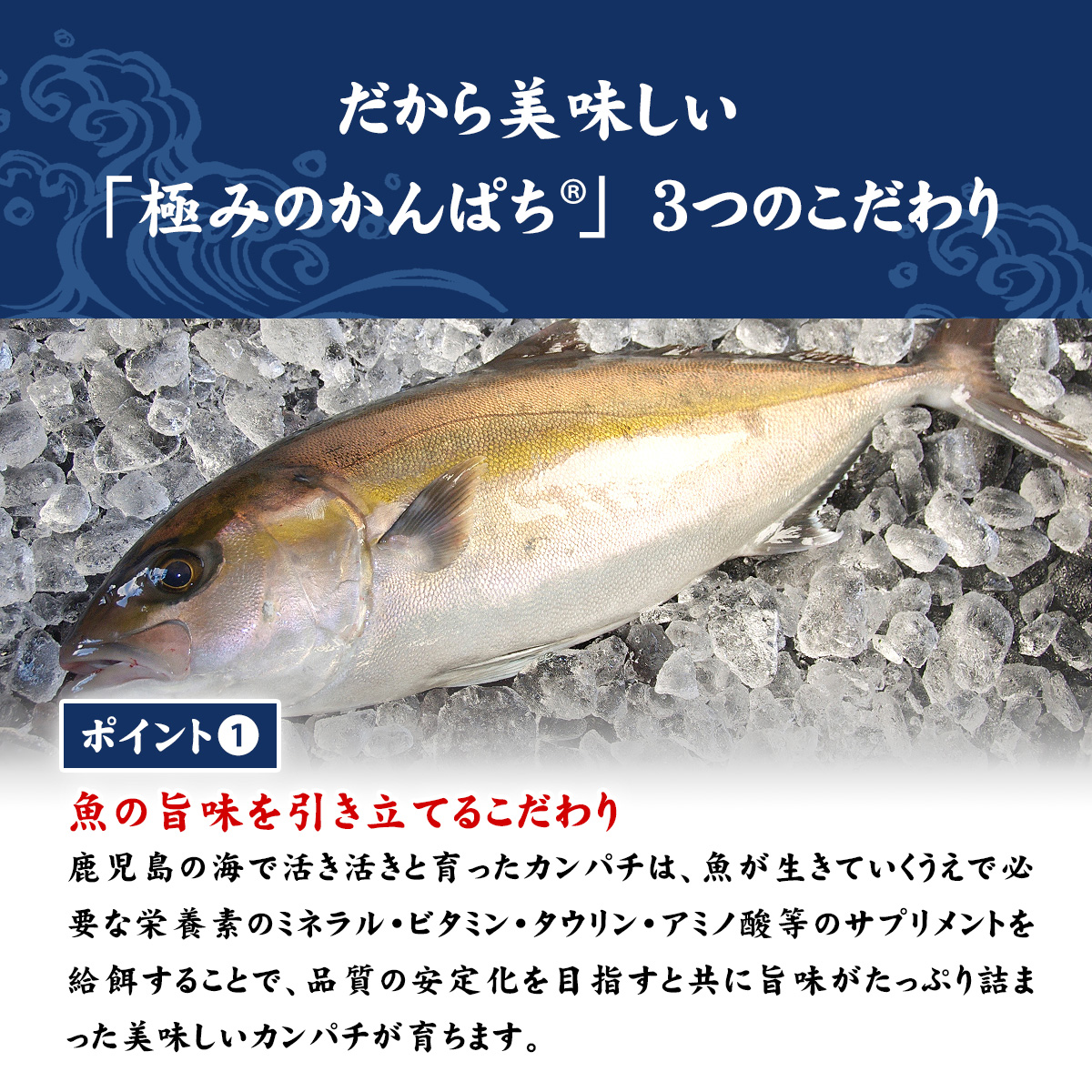 鹿児島産「極みのかんぱち」 背・腹 400g〜500g カンパチ 勘八 間八