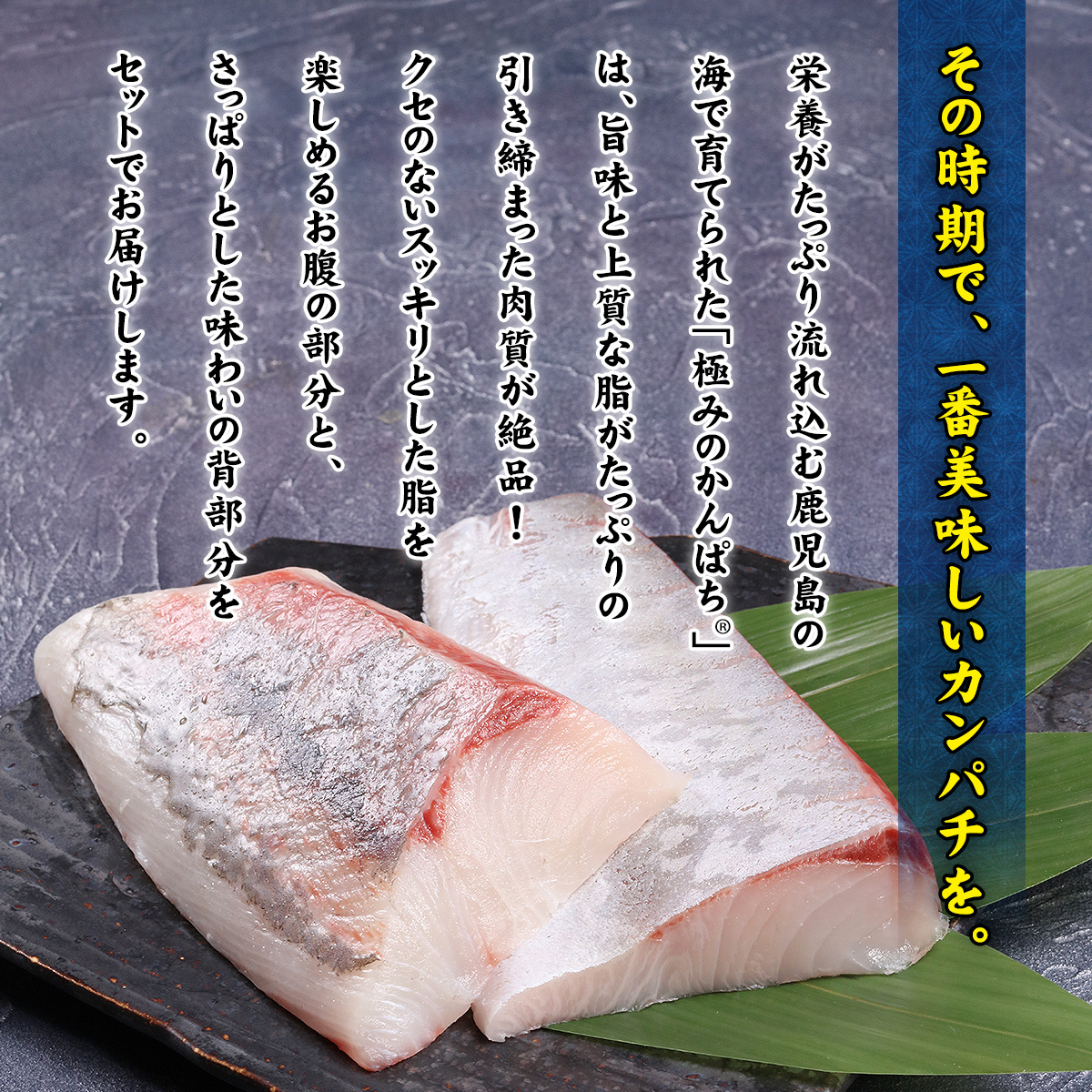 鹿児島産「極みのかんぱち」 背・腹 400g〜500g カンパチ 勘八 間八