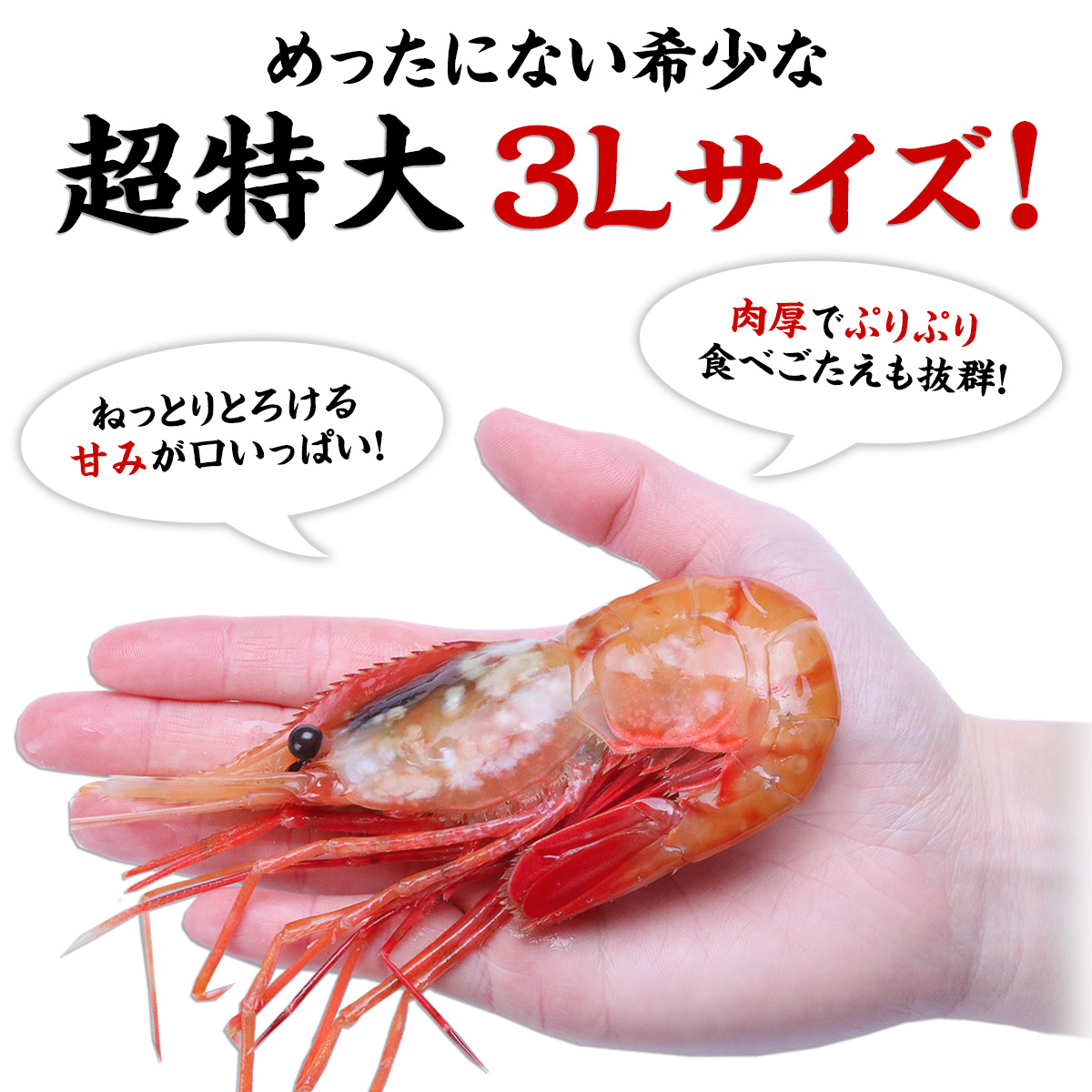 【数量限定】希少な超特大サイズを厳選  ぼたんえび1kg（約15尾前後/3Lサイズ/子無し） ギフト エビ ボタンエビ 牡丹えび FF｜kouragumi｜04