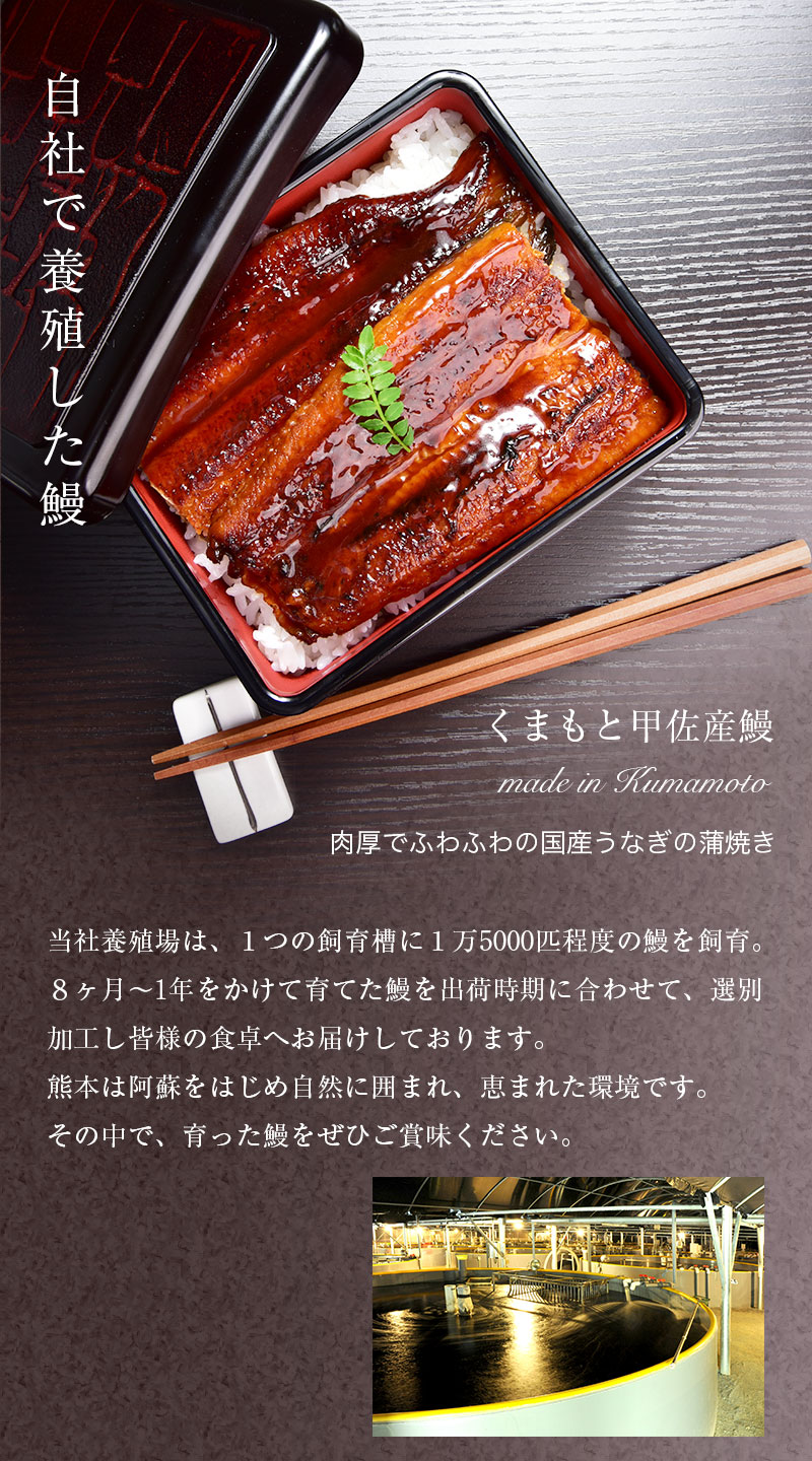 うなぎ 6匹 観賞用に
