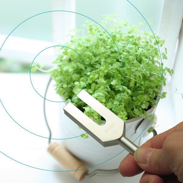 植物