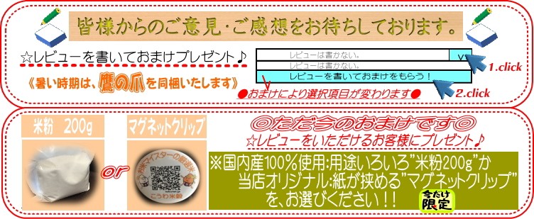あいちのかおり 新米 白米 あいちのかおり10kg 令和6年愛知県産