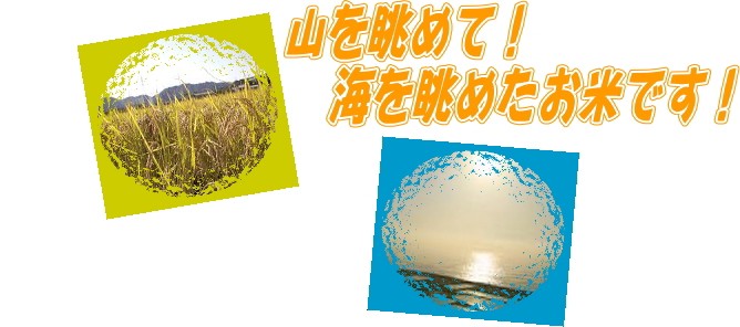 あいちのかおり 新米 白米 あいちのかおり10kg 令和6年愛知県産