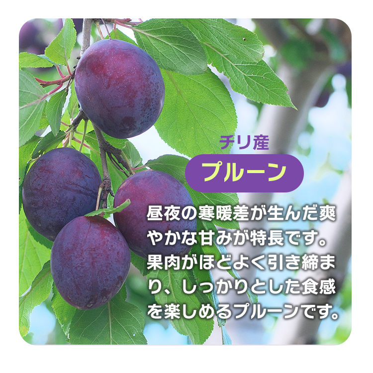 ドライフルーツ 種抜き プルーン はじかれ 送料無料