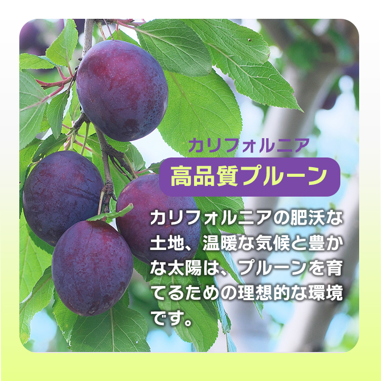 ドライフルーツ 種抜き プルーン 送料無料