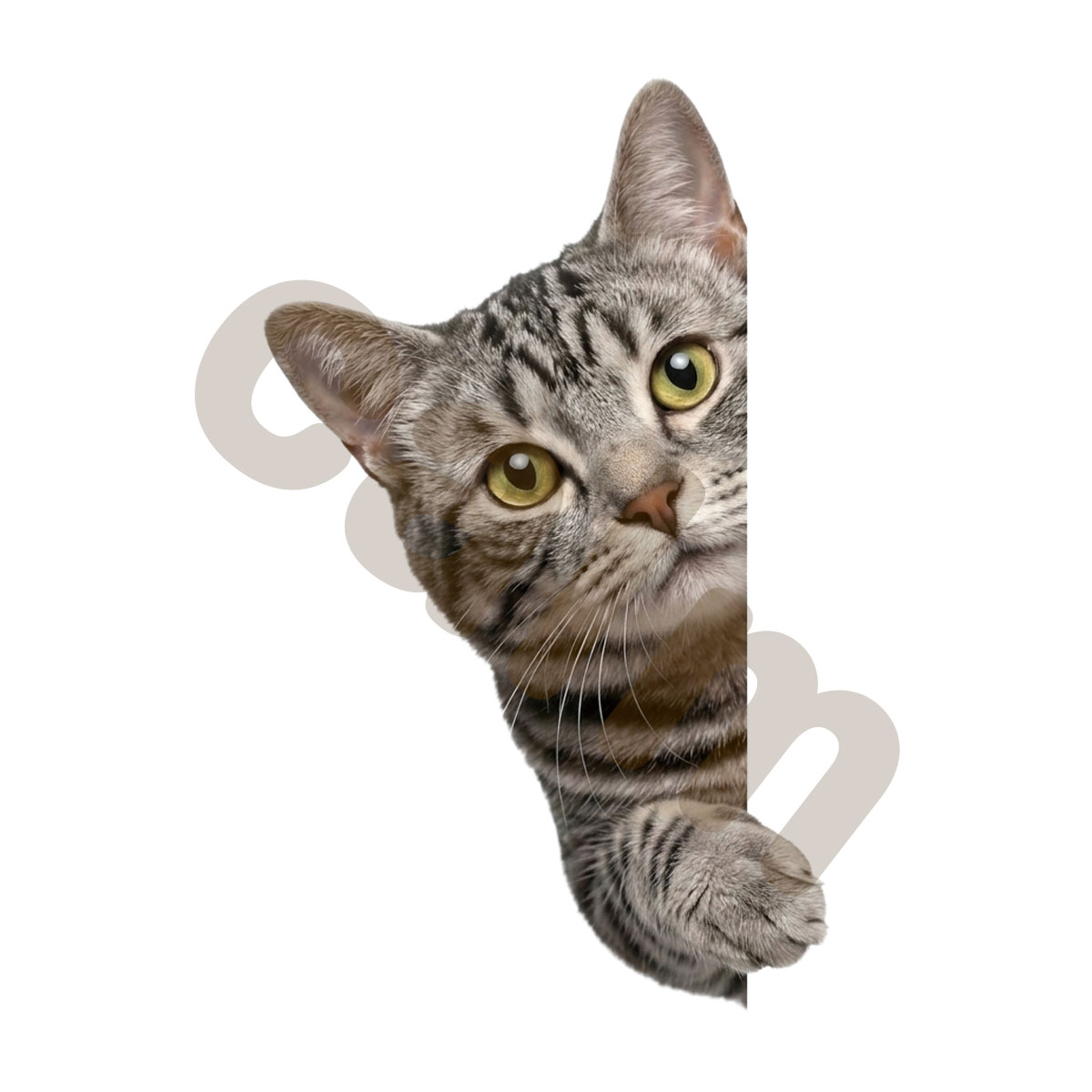 キジトラ猫の商品一覧 通販 - Yahoo!ショッピング