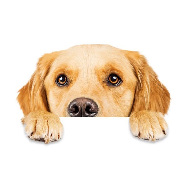 動物 カーステッカー アニマル 犬 猫 かわいい ドレスアップ 車 バイク カー用品 ステッカー Ca 0549 Koyokoma 通販 Yahoo ショッピング