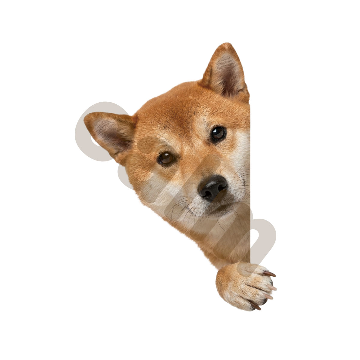 犬 ステッカー 柴犬 覗き込む犬 かわいい 動物 アニマル シール カー