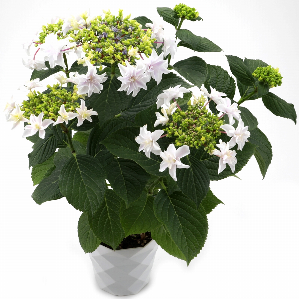 獅子王 送料無料 生産直送 あじさい 鉢植え 4号・5号鉢サイズ fw-20-1