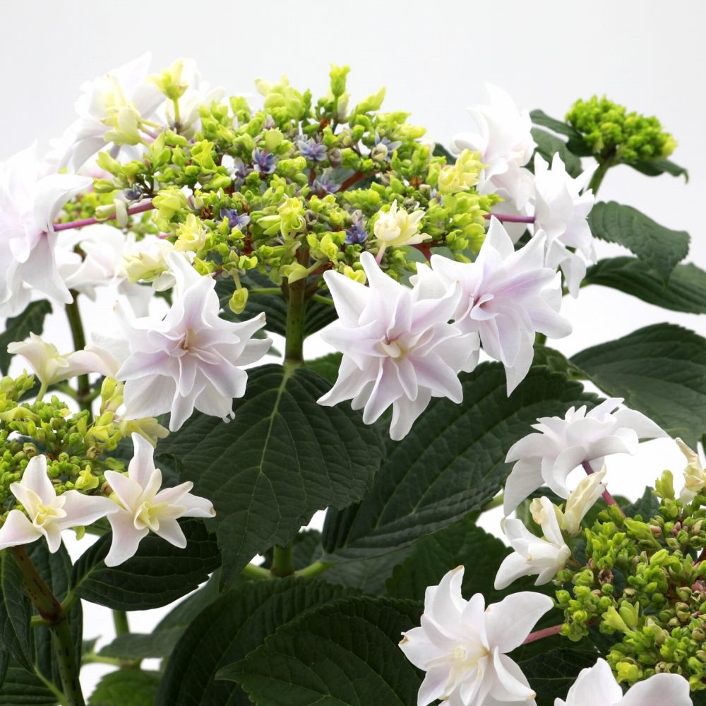 【特選】　アジサイ　4種7鉢　紫陽花 数量限定】紫陽花 あじさい タイニーガール 赤 4.5号鉢 鉢植え ギフト