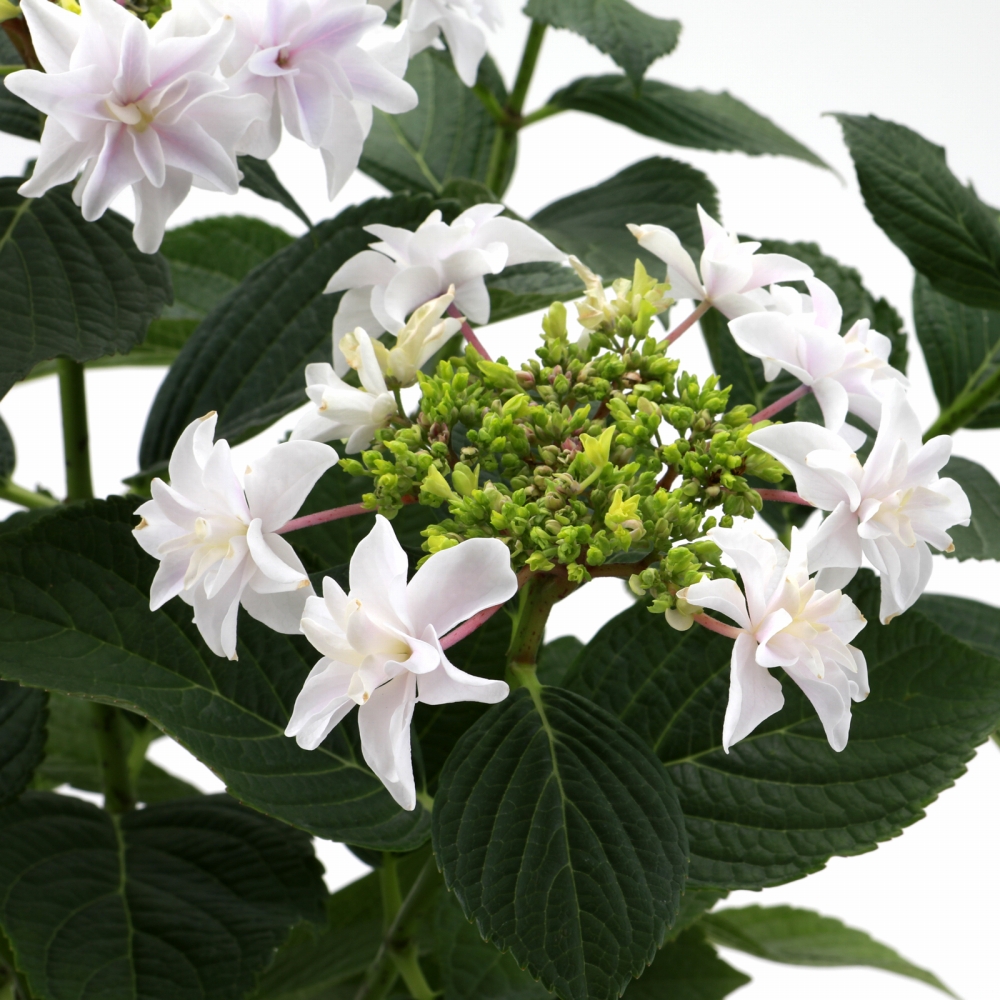 獅子王 送料無料 生産直送 あじさい 鉢植え 4号・5号鉢サイズ fw-20-1
