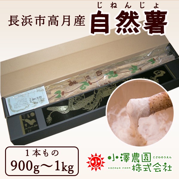 自然薯 0.9〜1.0kg