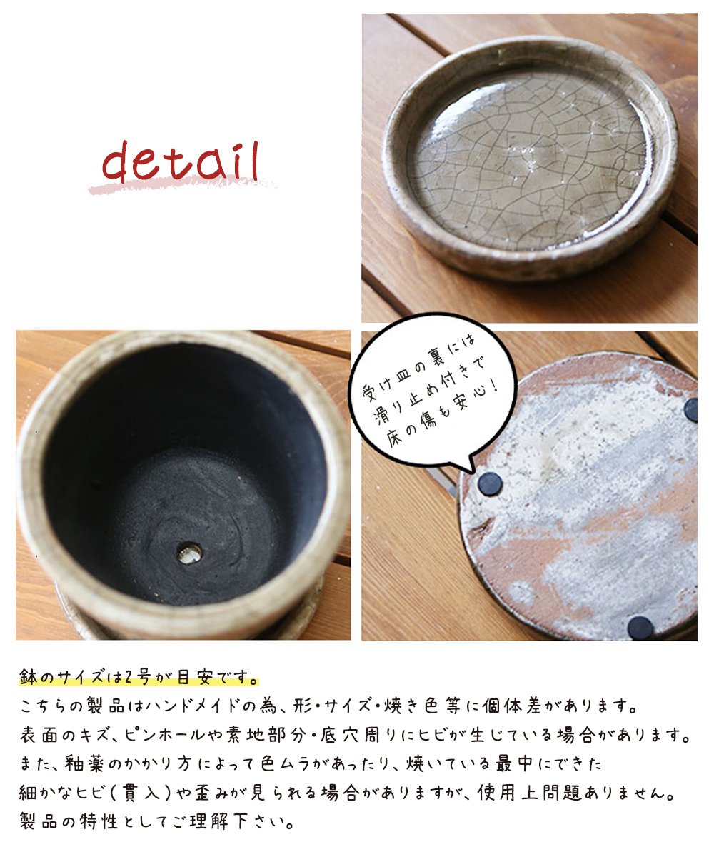鉢のサイズは2号が目安です。