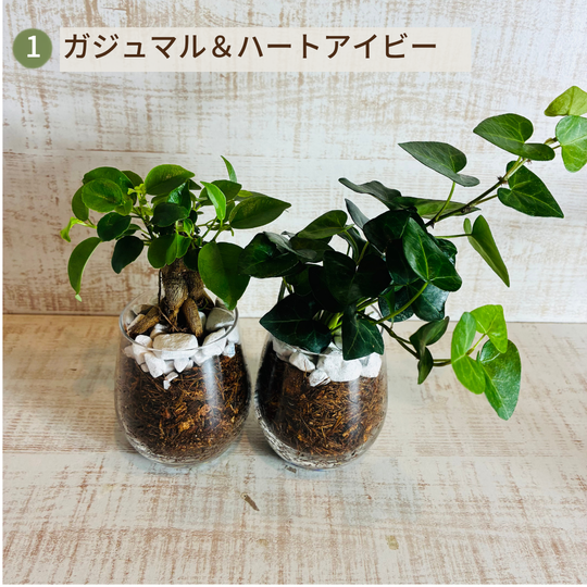 オプションから選べるセット　土を使わない観葉植物　ベラボン植え　ラウンドグラス　観葉植物　インテリア　室内　ギフト |  | 01