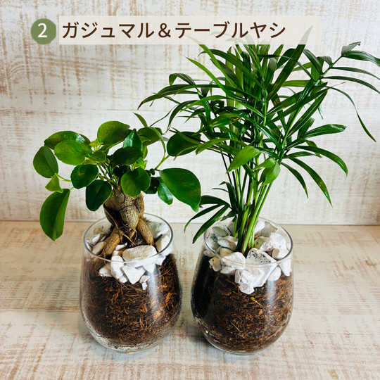 オプションから選べるセット　土を使わない観葉植物　ベラボン植え　ラウンドグラス　観葉植物　インテリア　室内　ギフト |  | 02