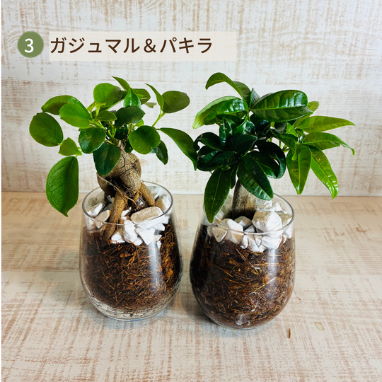 オプションから選べるセット　土を使わない観葉植物　ベラボン植え　ラウンドグラス　観葉植物　インテリア　室内　ギフト |  | 03