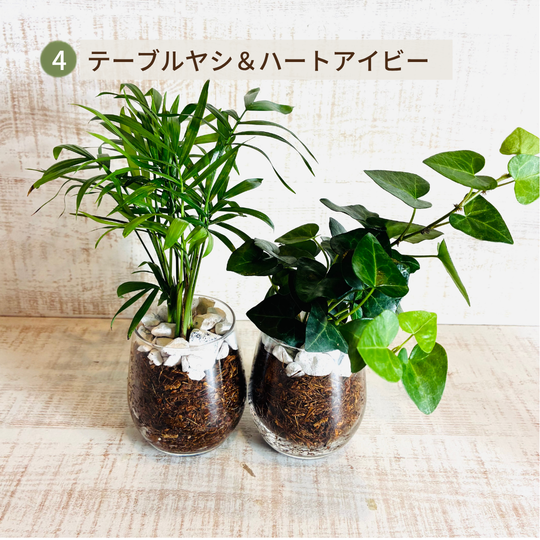 オプションから選べるセット　土を使わない観葉植物　ベラボン植え　ラウンドグラス　観葉植物　インテリア　室内　ギフト |  | 04