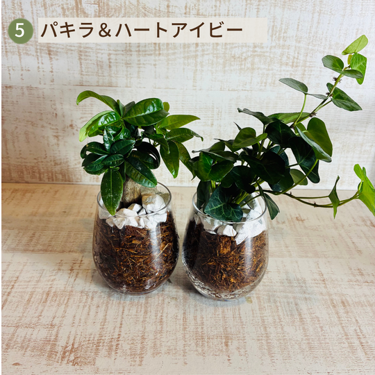 オプションから選べるセット　土を使わない観葉植物　ベラボン植え　ラウンドグラス　観葉植物　インテリア　室内　ギフト |  | 05