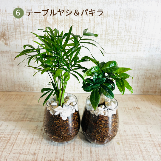 オプションから選べるセット　土を使わない観葉植物　ベラボン植え　ラウンドグラス　観葉植物　インテリア　室内　ギフト |  | 06