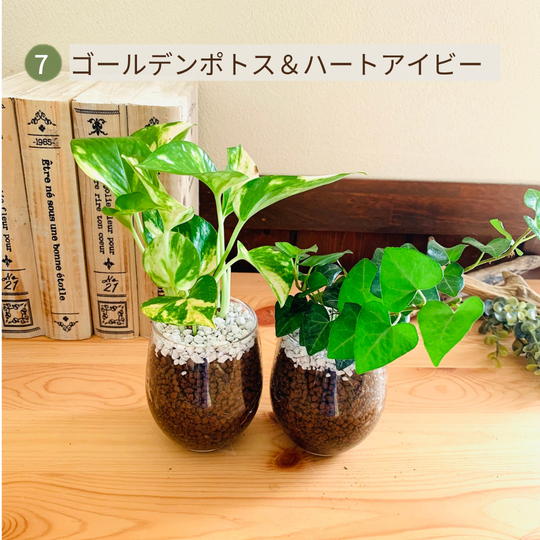オプションから選べるセット　土を使わない観葉植物　ベラボン植え　ラウンドグラス　観葉植物　インテリア　室内　ギフト |  | 07