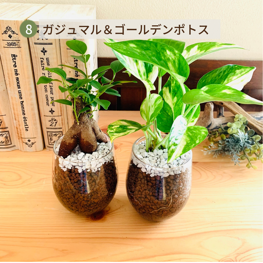 オプションから選べるセット　土を使わない観葉植物　ベラボン植え　ラウンドグラス　観葉植物　インテリア　室内　ギフト |  | 08