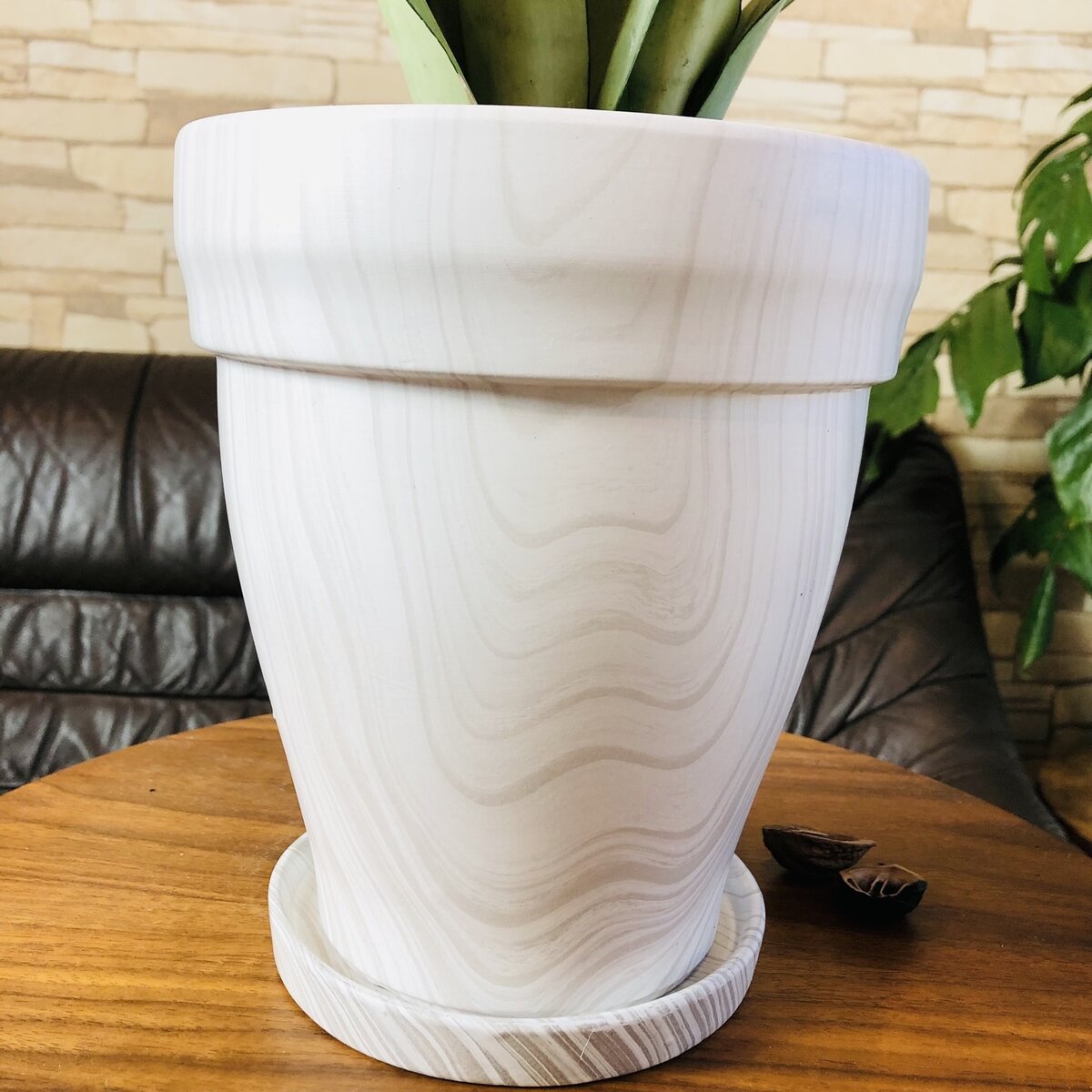 観葉植物 おしゃれ ユーカリ グニー アンティーク陶器鉢 受け皿付き 5
