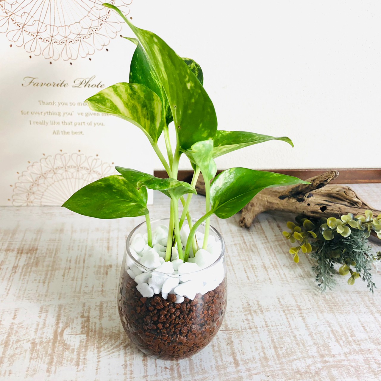 オプションから選べる　土を使わない観葉植物　ベラボン植え　単品　ラウンドグラス　観葉植物　インテリア　室内　ギフト |  | 05