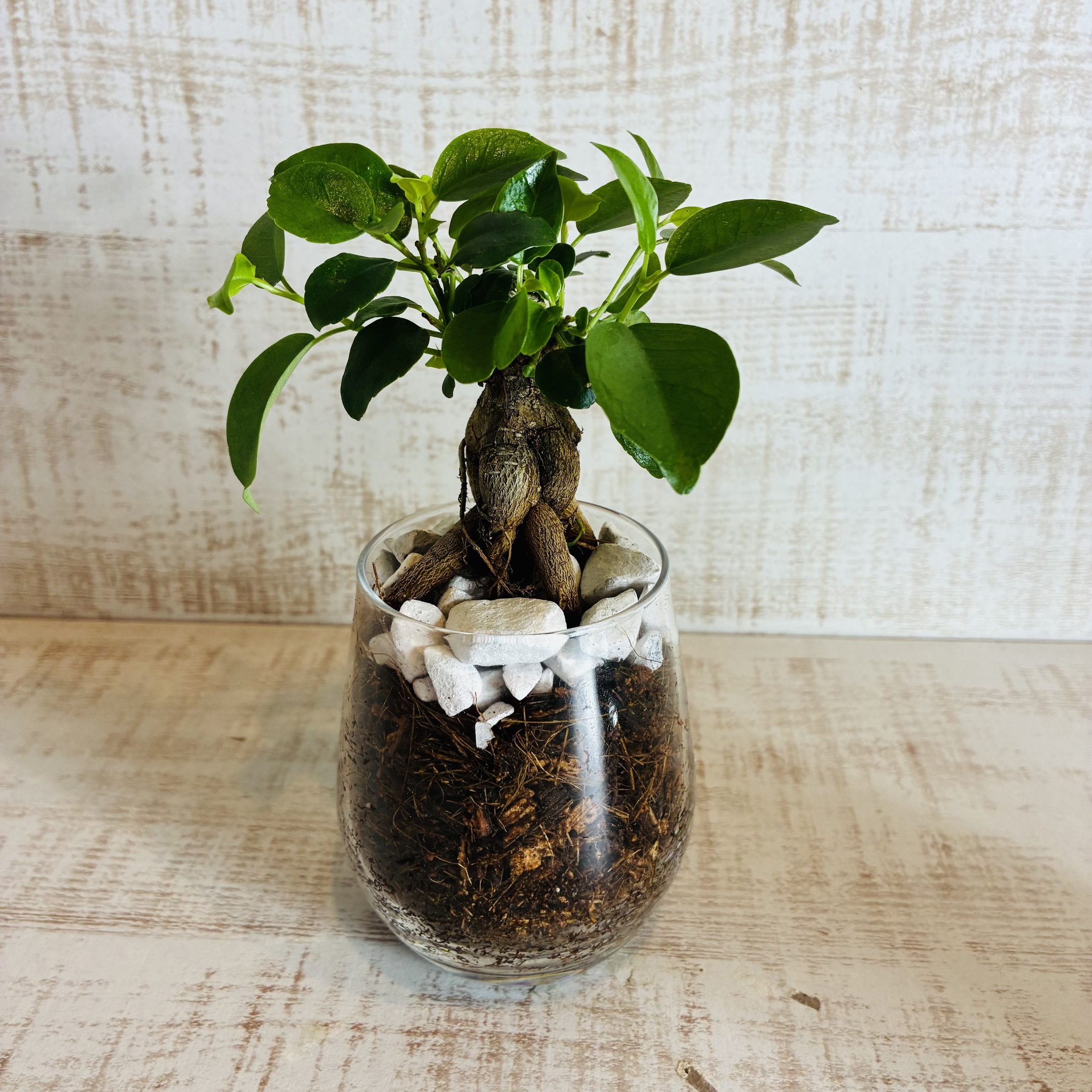 オプションから選べる　土を使わない観葉植物　ベラボン植え　単品　ラウンドグラス　観葉植物　インテリア　室内　ギフト |  | 02