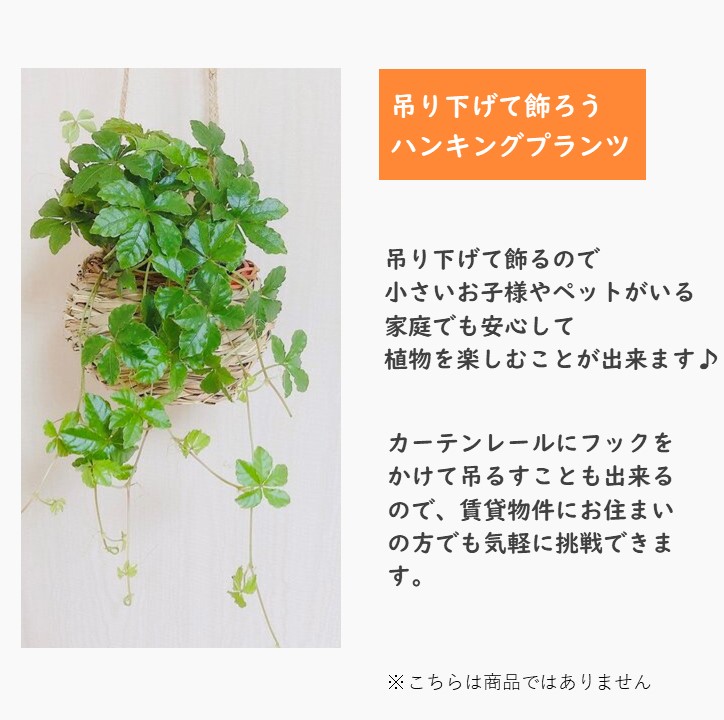 観葉植物 吊り下げ モンステラ スパニッシュモス エアプランツ 木の香りがする鉢 壁掛け 室内 引っ越し : 29 : Lovely pocket -  通販 - Yahoo!ショッピング