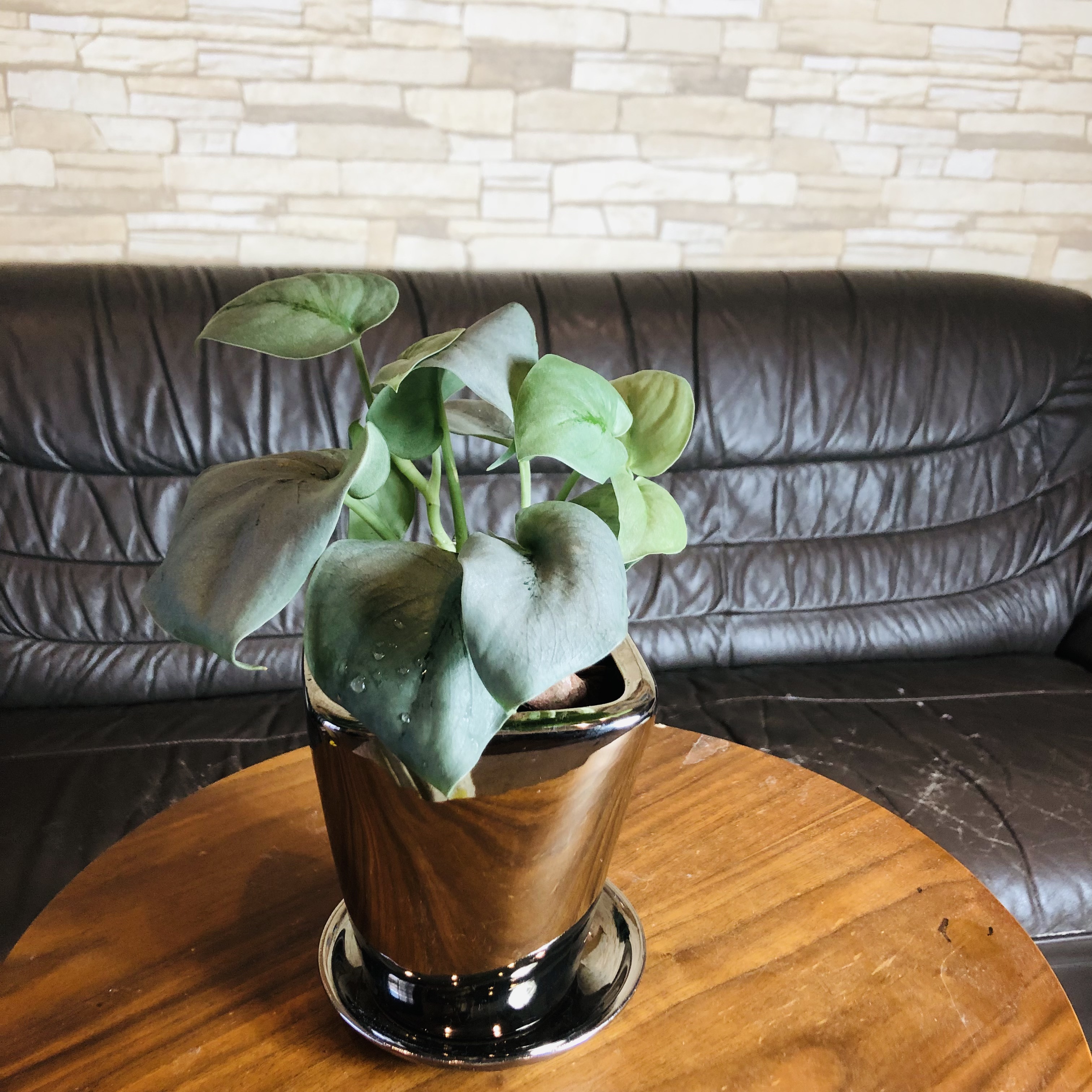 観葉植物 おしゃれ ユーカリ ポポラス 4号鉢 たまご陶器鉢