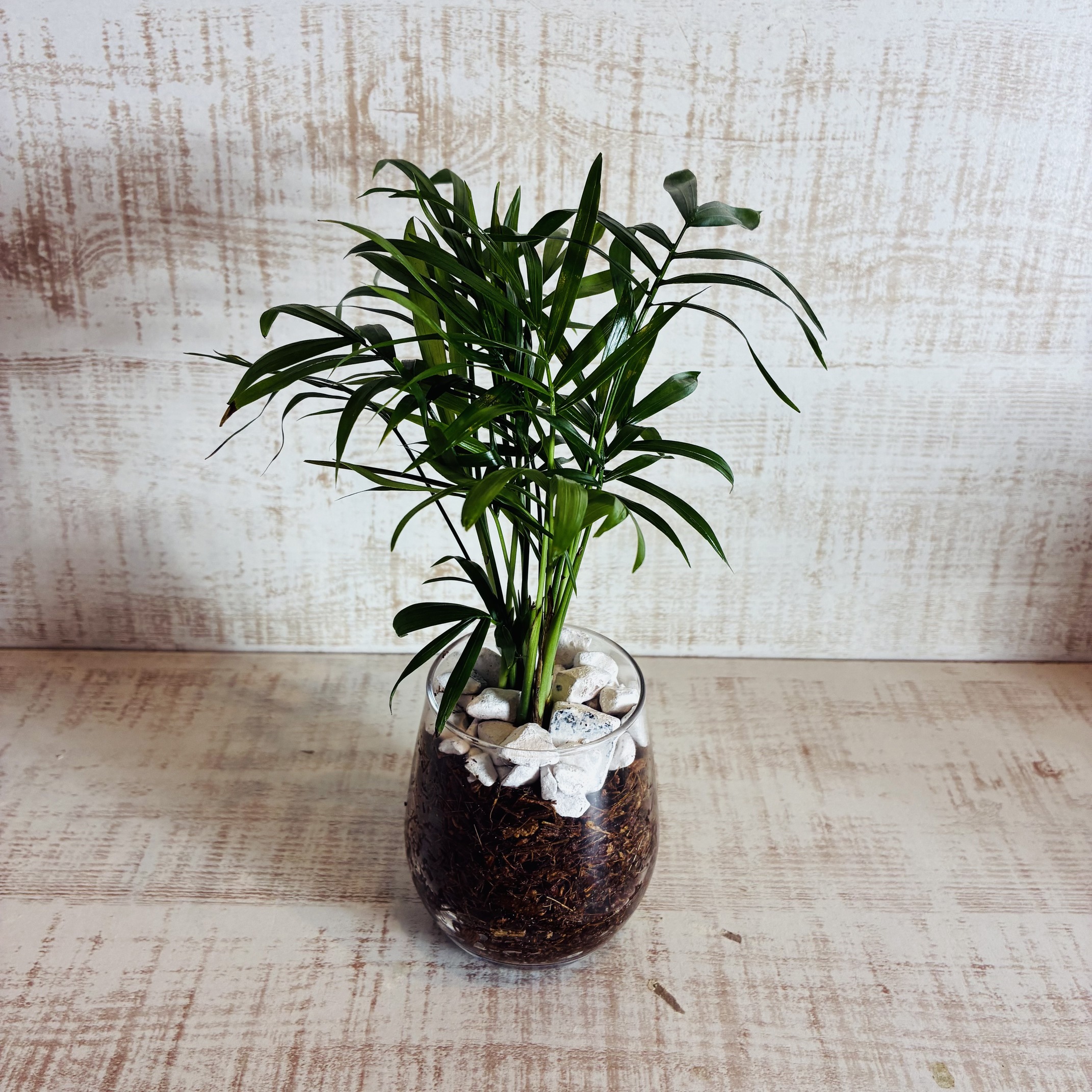 オプションから選べる　土を使わない観葉植物　ベラボン植え　単品　ラウンドグラス　観葉植物　インテリア　室内　ギフト |  | 04