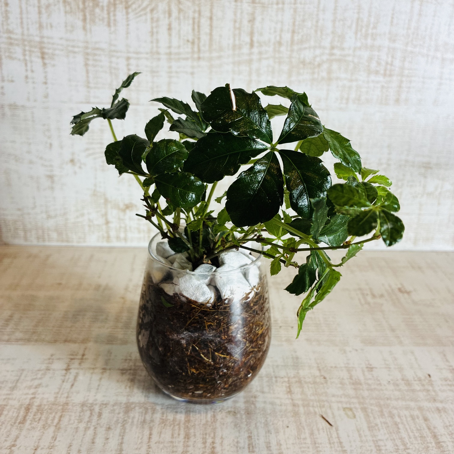 オプションから選べる　土を使わない観葉植物　ベラボン植え　単品　ラウンドグラス　観葉植物　インテリア　室内　ギフト |  | 07