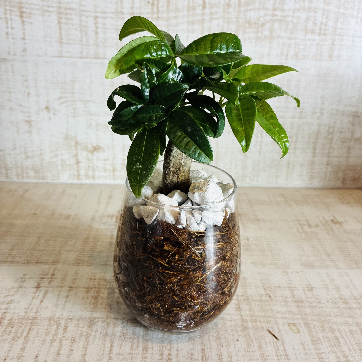 オプションから選べる　土を使わない観葉植物　ベラボン植え　単品　ラウンドグラス　観葉植物　インテリア　室内　ギフト |  | 03