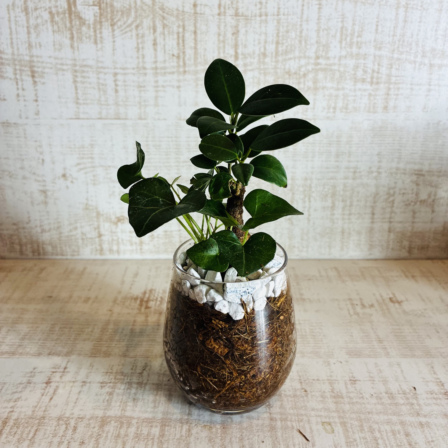 オプションから選べる　土を使わない観葉植物　ベラボン植え　単品　ラウンドグラス　観葉植物　インテリア　室内　ギフト |  | 08