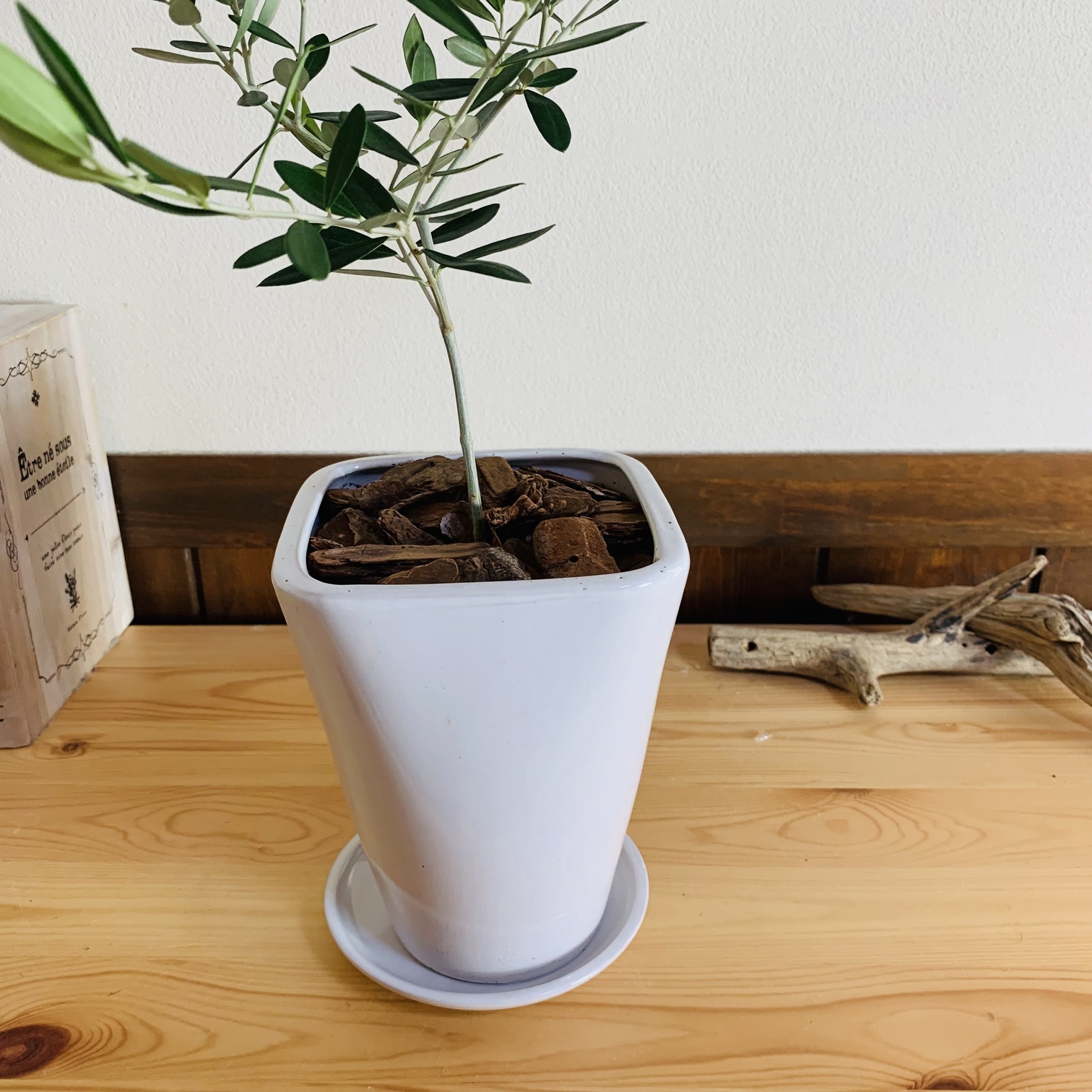 tomo　ユーカリポポラス　オリーブシプレシーノ　陶器鉢付き Amazon.co.jp: bee's knees bis ちょっと大きな♡ユーカリ