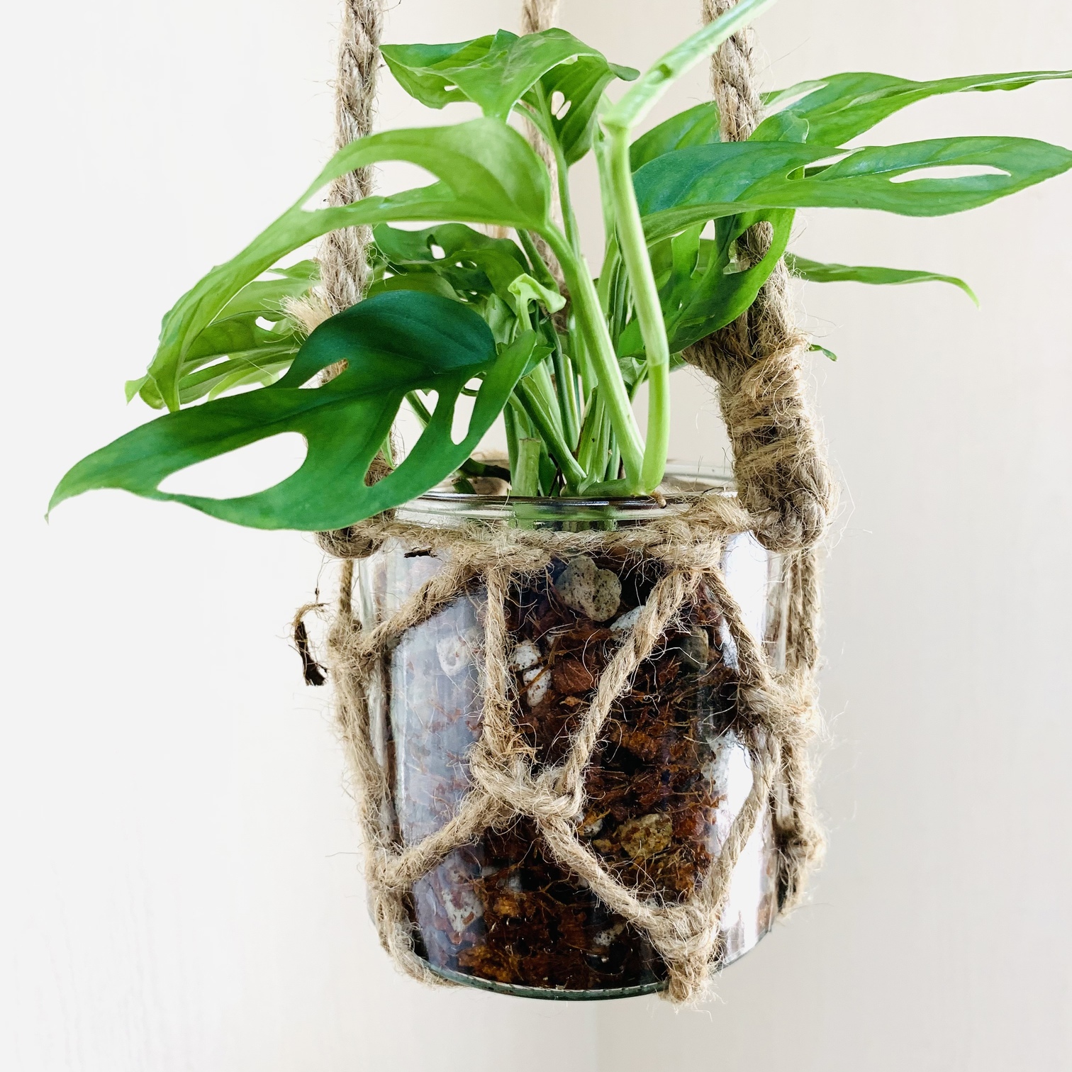 おしゃれ 観葉植物 吊り下げ ポトス ゴールデン 木の香りがする鉢 4号