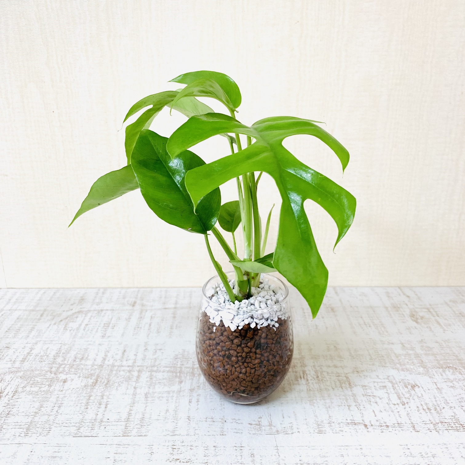 オプションから選べる　土を使わない観葉植物　ベラボン植え　単品　ラウンドグラス　観葉植物　インテリア　室内　ギフト |  | 06