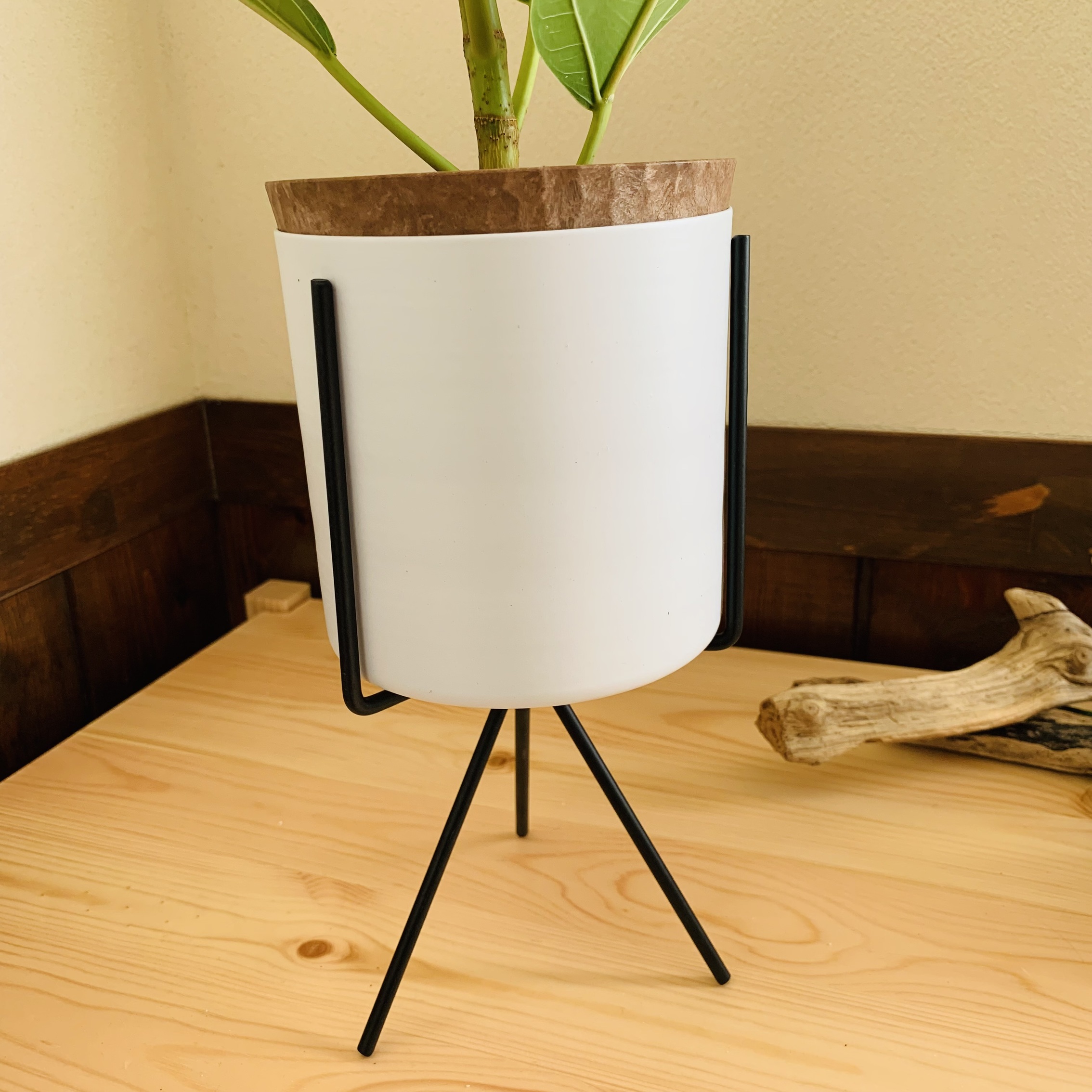 観葉植物 おしゃれ ユーカリ ポポラス 4号鉢 たまご陶器鉢
