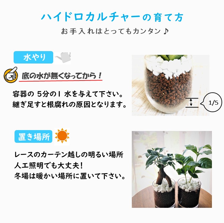 ハイドロカルチャー　観葉植物　ハートアイビー　バルーングラス容器　ギフト　母の日｜kpp｜06
